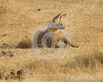 Bat-eared fox Stock Photo