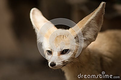 Bat-eared fox (Otocyon megalotis). Stock Photo