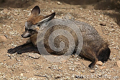 Bat-eared fox (Otocyon megalotis). Stock Photo