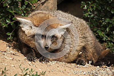 Bat-eared fox (Otocyon megalotis). Stock Photo