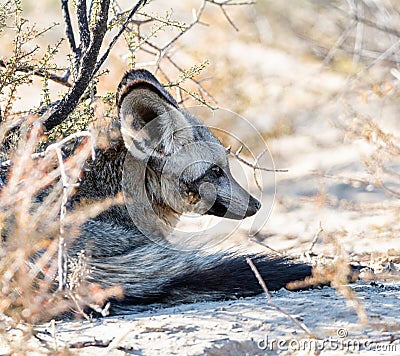 Bat-eared Fox Stock Photo
