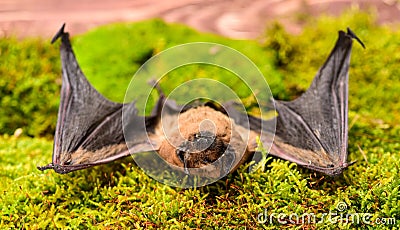 Bat emit ultrasonic sound to produce echo. Bat detector. Dummy of wild bat on grass. Ugly bat. Wild nature. Forelimbs Stock Photo