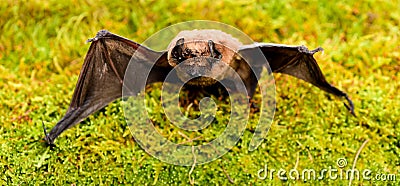 Bat emit ultrasonic sound to produce echo. Bat detector. Ugly bat. Dummy of wild bat on grass. Wild nature. Forelimbs Stock Photo