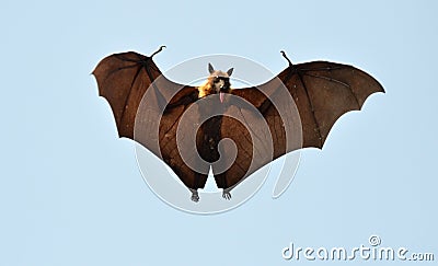 Bat or Flying Dog Stock Photo