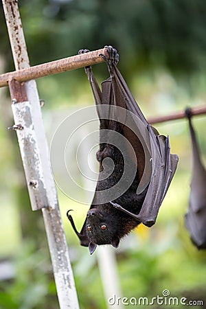 Bat hanging on a tree branch Stock Photo