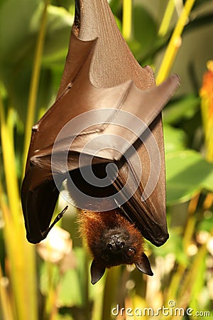 Bat hanging on the tree Stock Photo