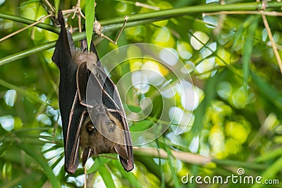 Bat Stock Photo