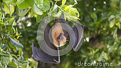 Bat hanging upside down in Maldives Stock Photo