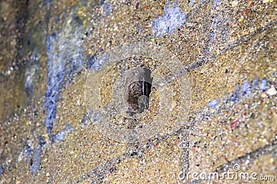 A bat hangs upside down in a dark disused tunnel Stock Photo