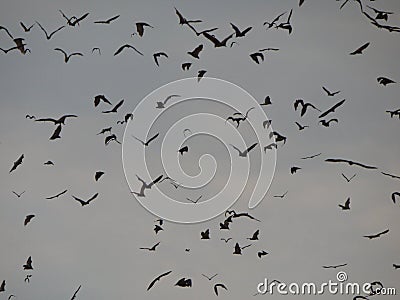 Bat migration Stock Photo