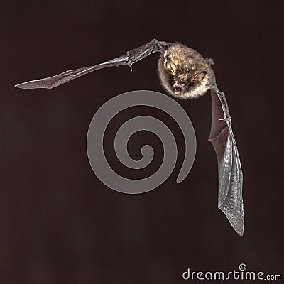 bat Myotis nattereri in flight Stock Photo
