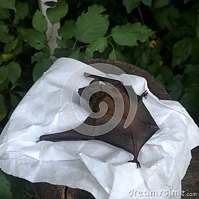 bat on a napkin in the forest Stock Photo