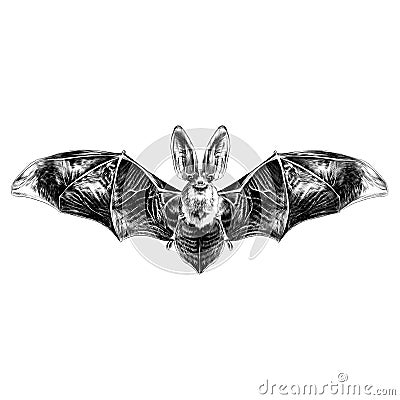 Bat sketch graphics Stock Photo