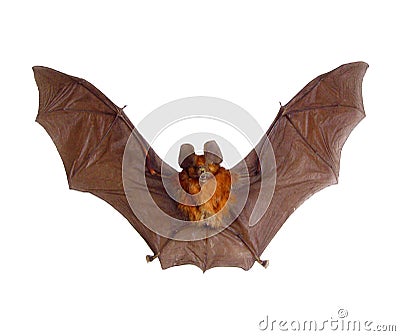 Bat with spread wings isolated on white, scary red tropical bat hipposideros bicolor, horror, taxidermy, Stock Photo