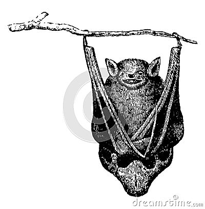 Bat, vintage illustration Vector Illustration