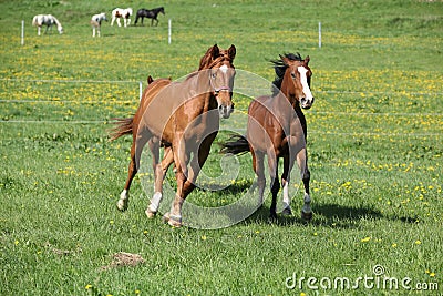 Batch of beautiful horses running on pasturage Stock Photo