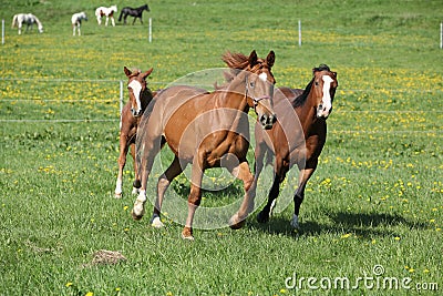 Batch of beautiful horses running on pasturage Stock Photo