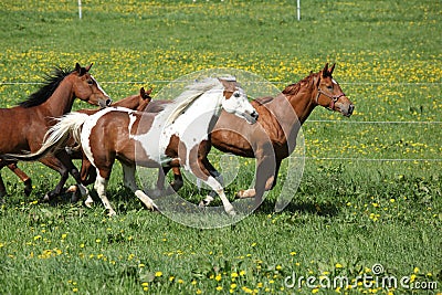 Batch of beautiful horses running on pasturage Stock Photo
