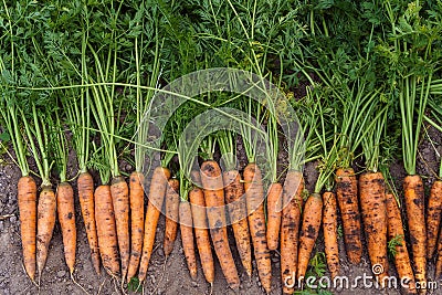 Batch of freshly plucked carrots with thick green haulm on ground, top view. Lay out ripe carrots in single row. Stock Photo