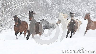 Batch of horses running in winter Stock Photo