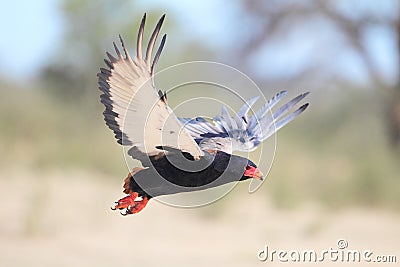 Bateleur Stock Photo