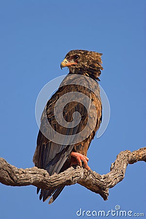 Bateleur Stock Photo