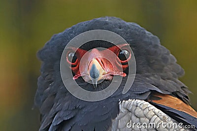 Bateleur Stock Photo