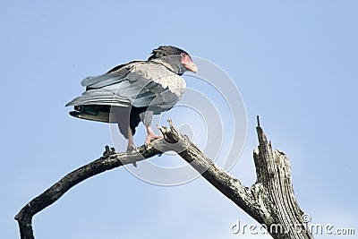 Bateleur Eagle Stock Photo