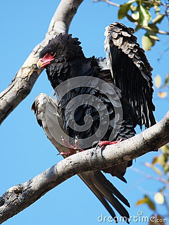Bateleur eagle Stock Photo