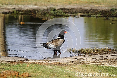 Bateleur Eagle in the Okovango Delta Stock Photo