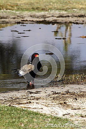 Bateleur Eagle Stock Photo