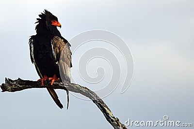 Bateleur Eagle (Terathopius ecaudatus) Stock Photo