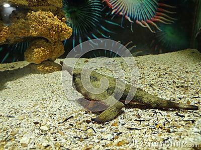 Exotic Batfish inside an aquarium. Stock Photo