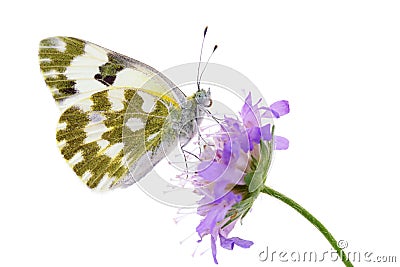 Bath white butterfly (Pontia daplidice) Stock Photo