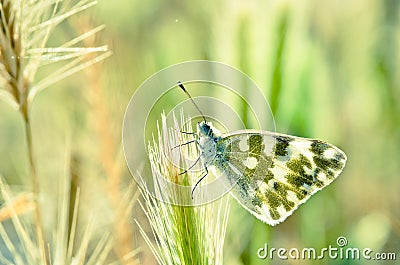 The Eastern bath white butterfly or Pontia edusa Stock Photo