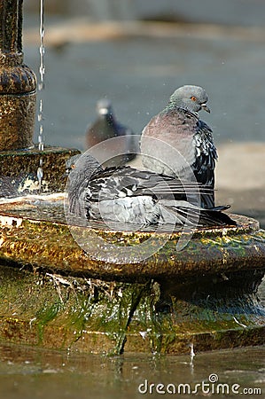 Bathe in Fountain Stock Photo