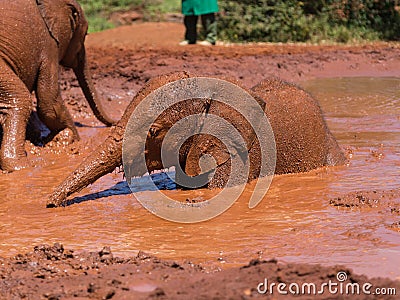 Bathing baby elephant Stock Photo