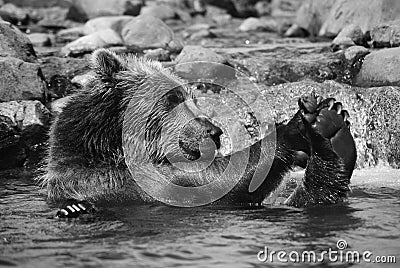 Bathing bear Stock Photo
