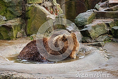 Bathing a big brown bear in a puddle. Stock Photo