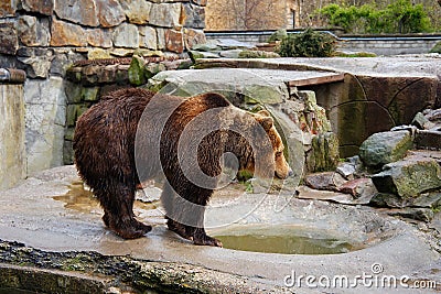 Bathing a big brown bear. Stock Photo