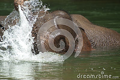 Bathing Elephant Stock Photo