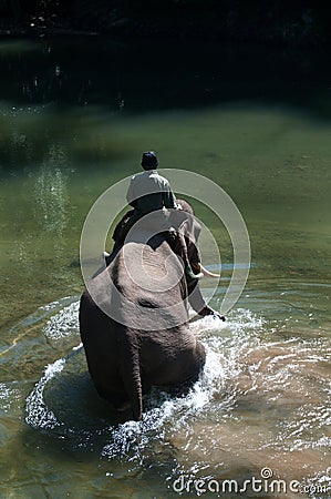 Bathing Elephant Editorial Stock Photo