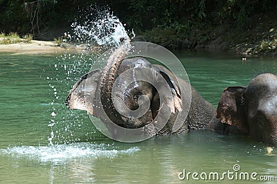 Bathing Elephant Stock Photo