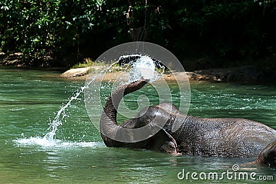 Bathing Elephant Stock Photo