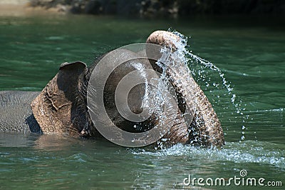 Bathing Elephant Stock Photo