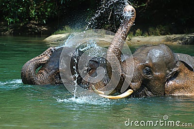 Bathing Elephant Stock Photo