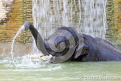 Bathing elephant Stock Photo