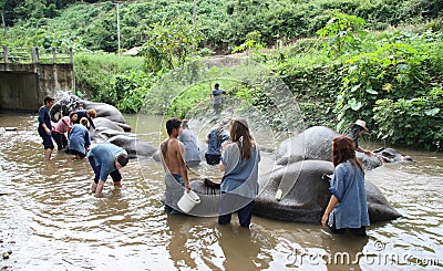 Bathing elephants Editorial Stock Photo