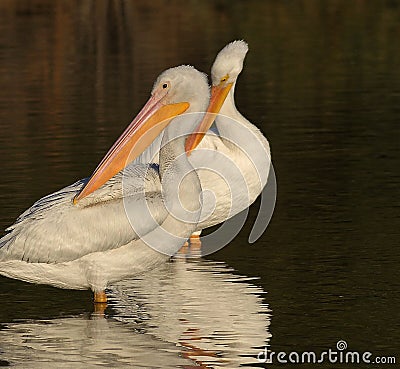 Bathing Pelicans Stock Photo