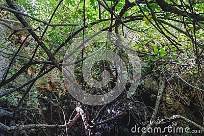 Baths of Aphrodite garden in Cyprus Stock Photo